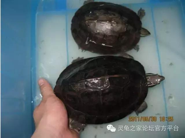 安布闭壳龟繁殖技术,安布闭壳龟要办证吗