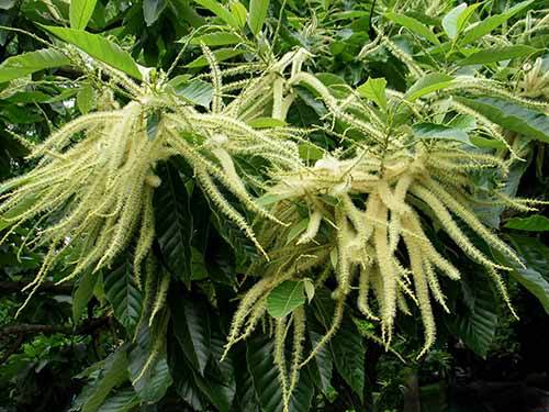 板栗空苞是品种原因吗,板栗为什么会空果和落果