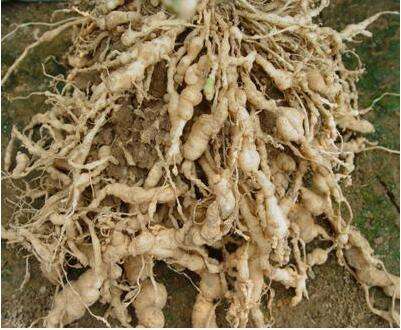 白菜根肿病特点及防治措施,根肿病防治技术