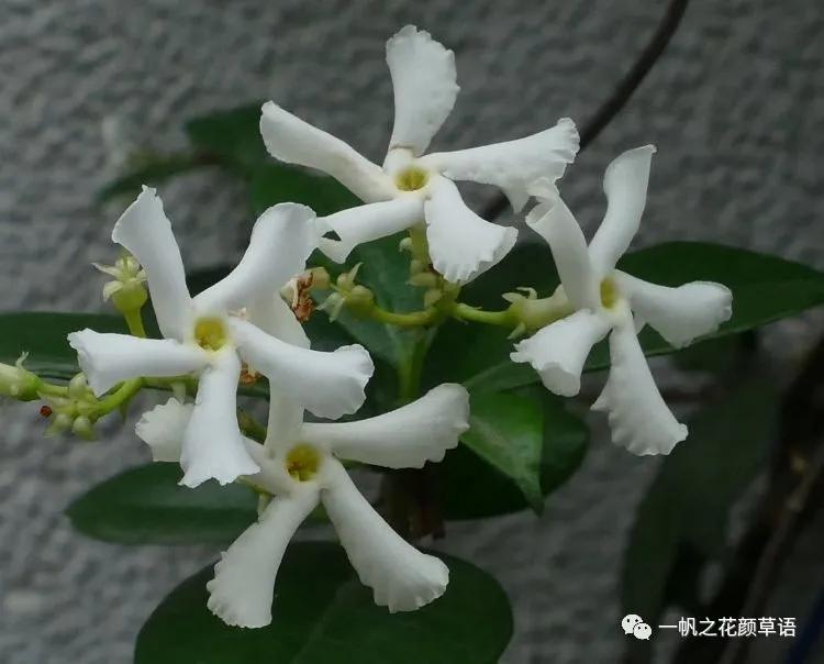 络石(Trachelospermumjasminoides)