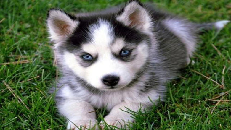 哈士奇掉毛吗有体味吗,哈士奇掉毛排在第几名