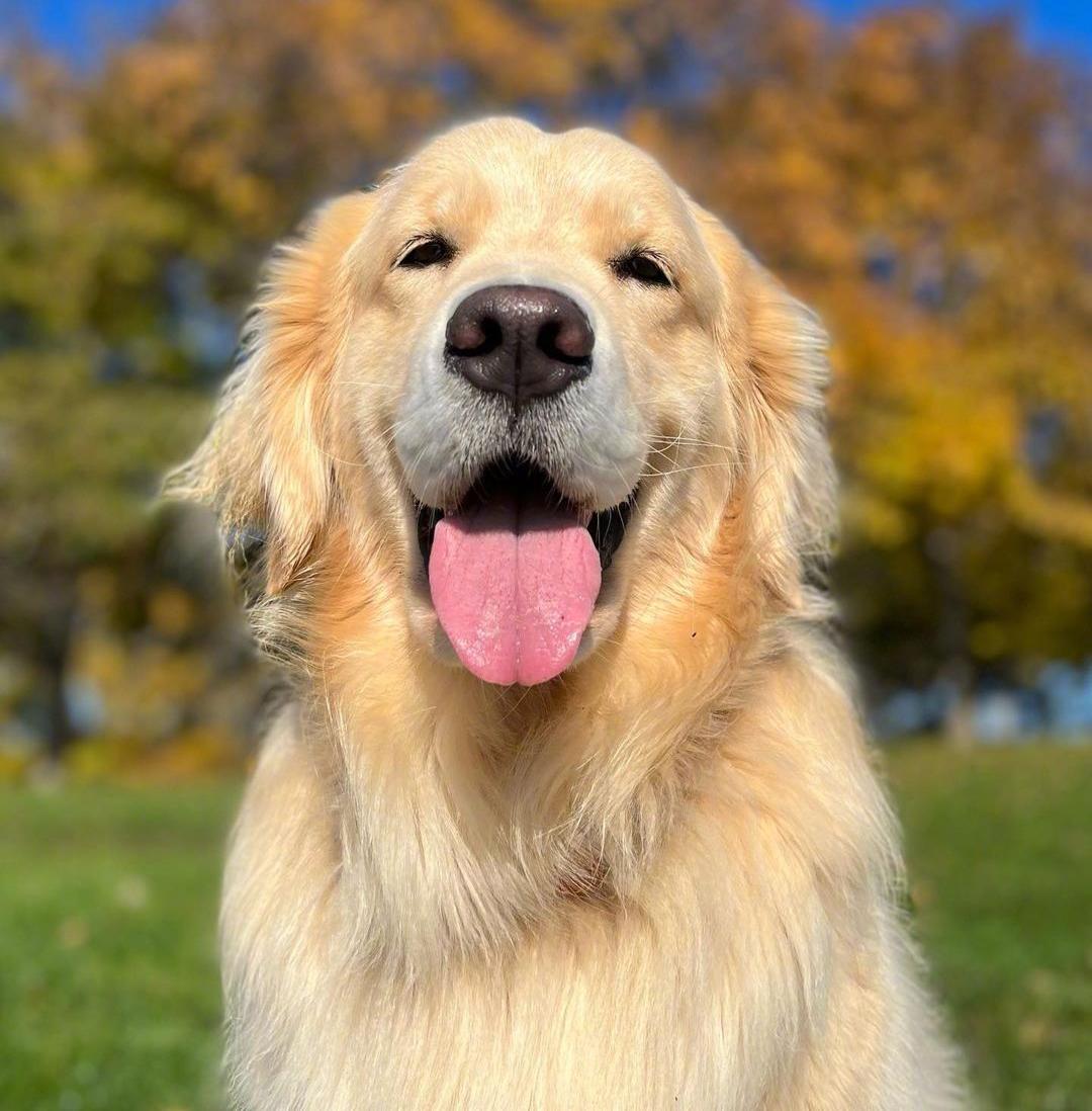 金毛禁止喂什么食物,两个月的金毛喂多少食物