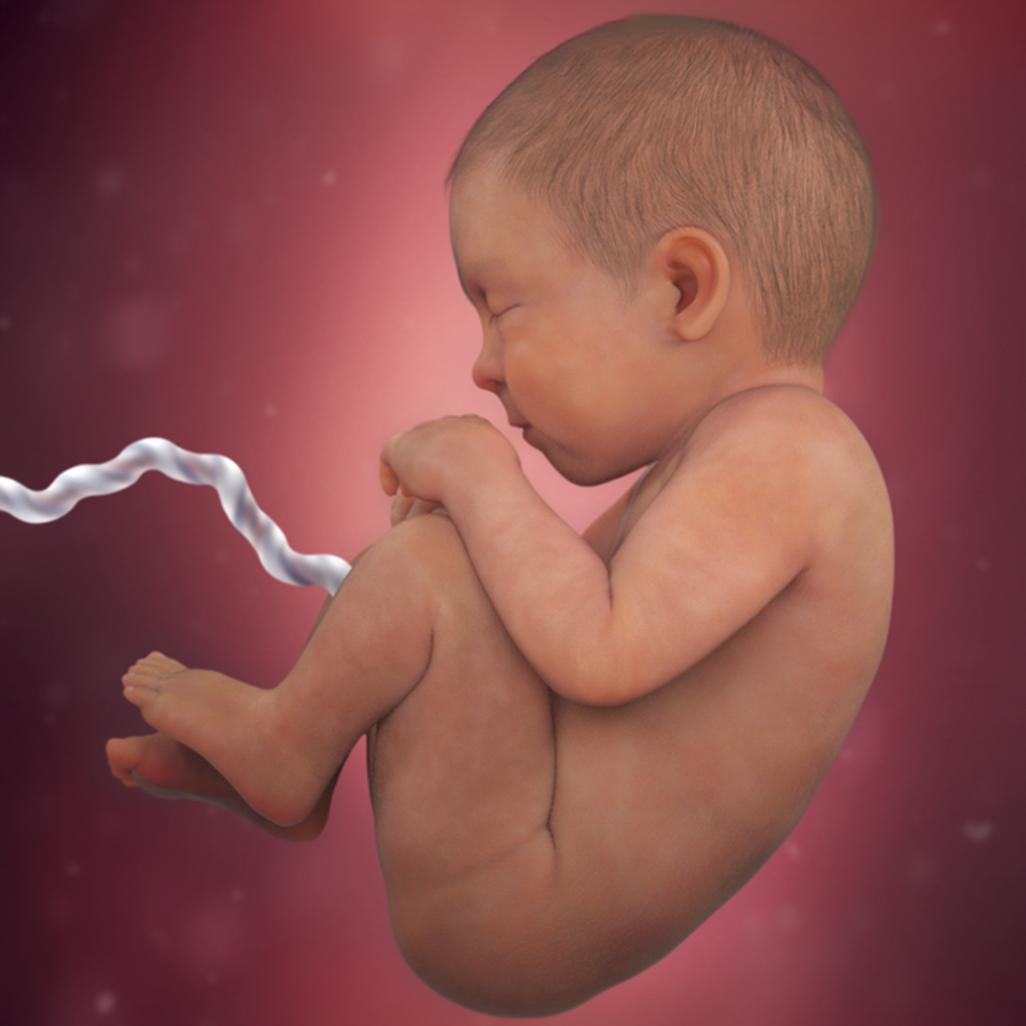 怀孕40周胎宝宝每周长什么样,怀孕40周胎停什么原因