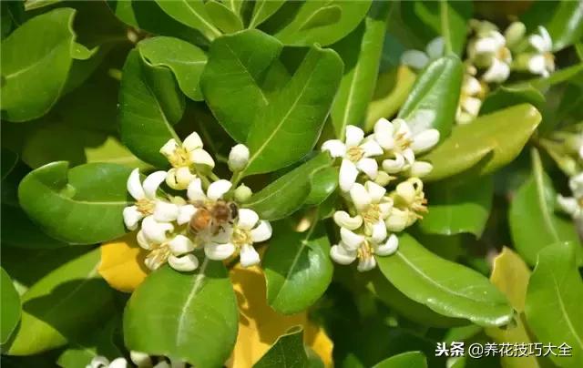 常见小区绿化100种植物图片,常见的水生植物有哪些种