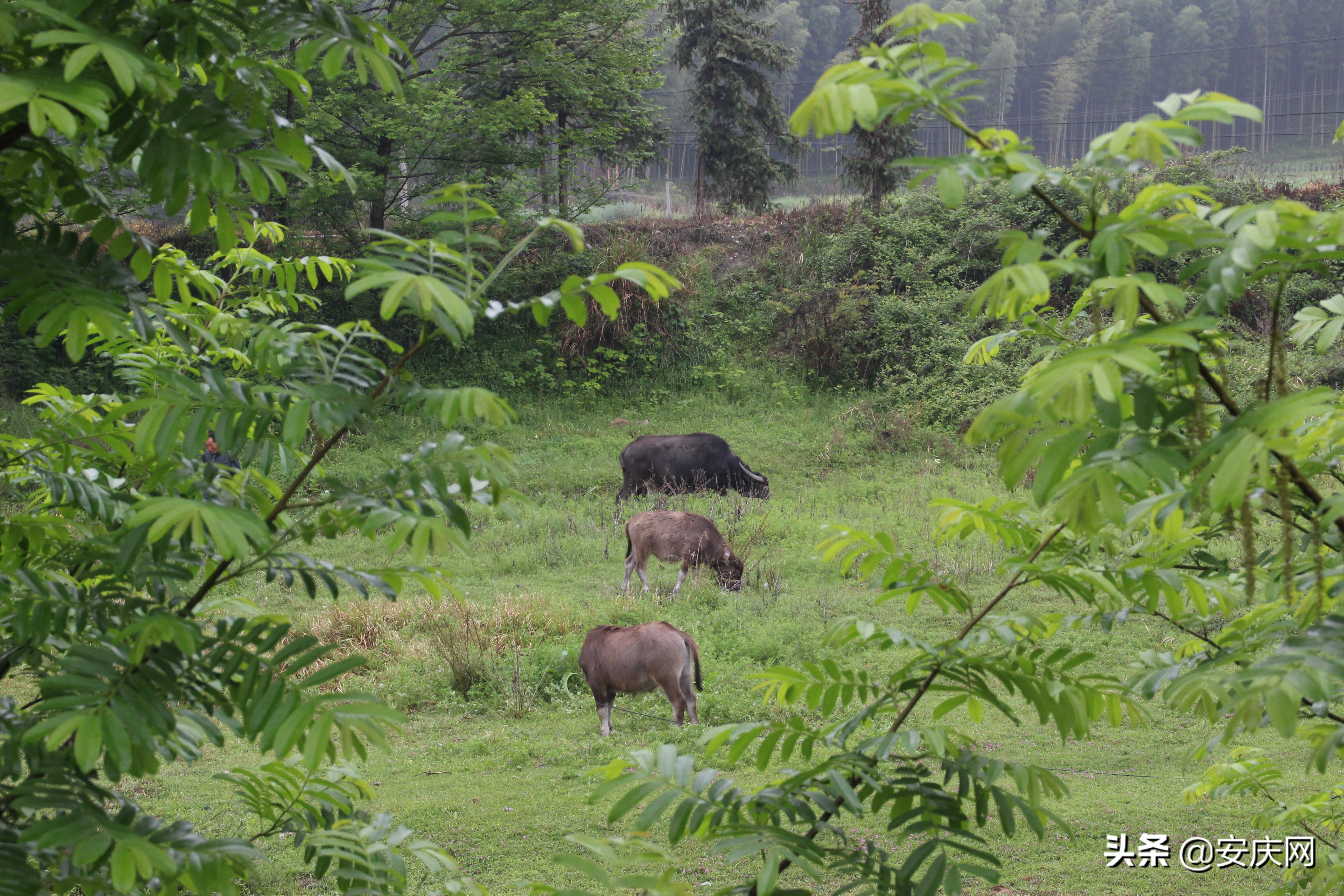 清明时节忆娘亲原唱,清明忆娘亲