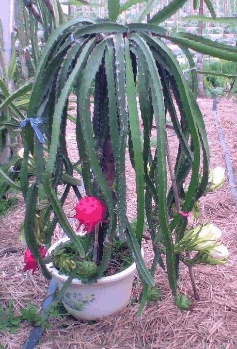 火龙果烂根处理后栽多深视频,怎样防治火龙果烂根