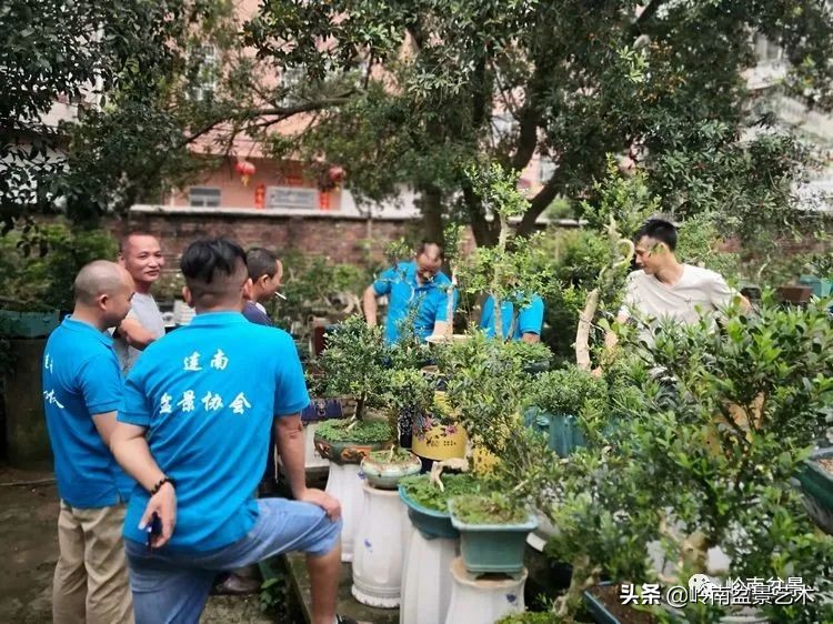 广东的盆景有哪些,适合广东玩的盆景