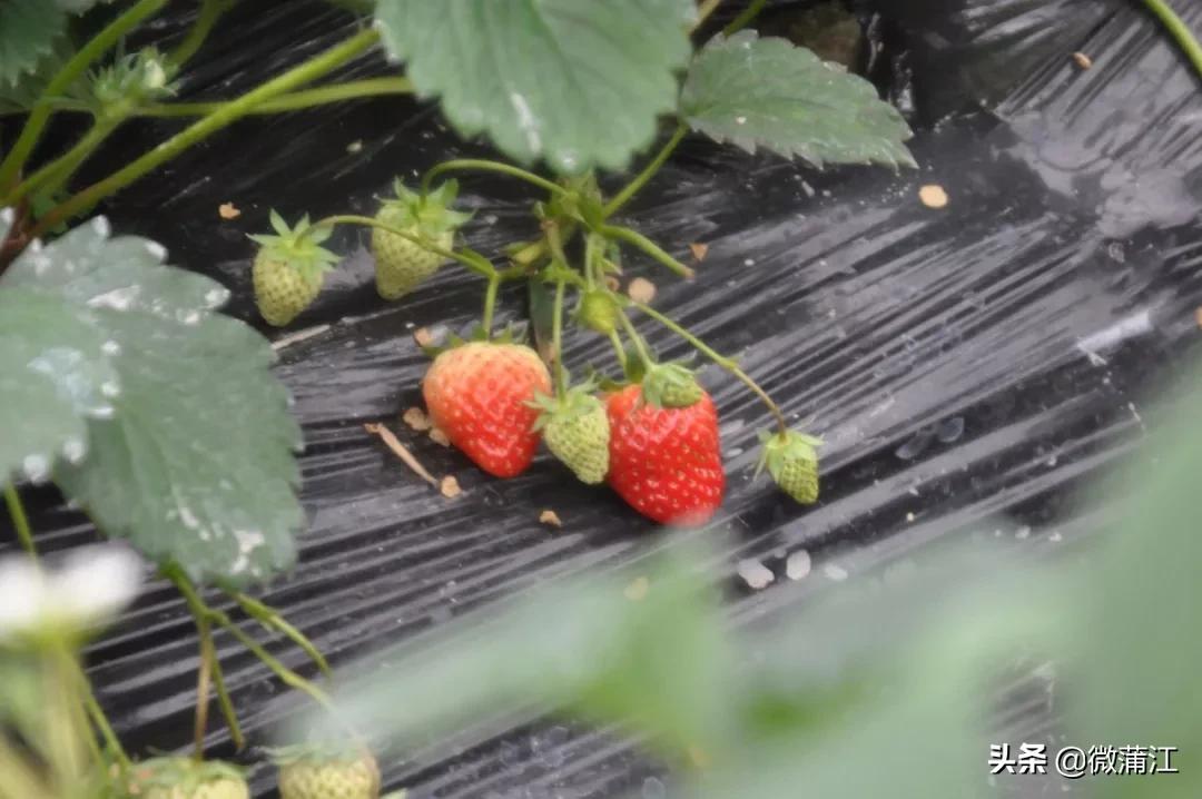 草莓采摘又到了吃草莓的季节,春季草莓采摘的正确打开方式