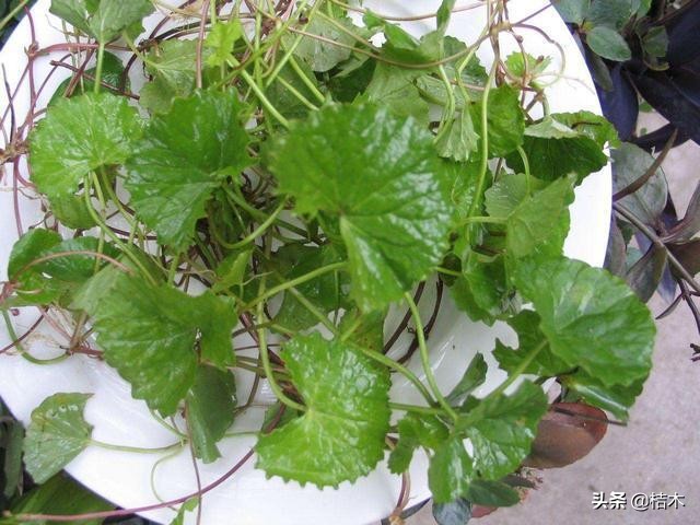 野生积雪草与自己种的有什么区别,积雪草农村