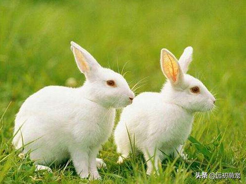 怎么养小兔子的最佳方法,家里养小兔子如果被它咬了怎么办