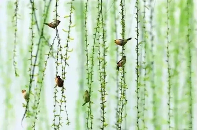 散文清明朗诵,散文垂柳