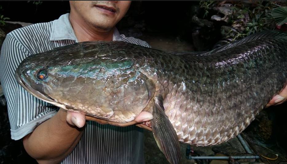 铁血战士打黑武士,铁血战士打特种兵