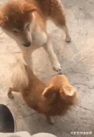 公路车搞笑gif,越野技术搞笑gif