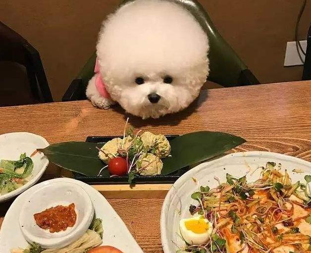 比熊犬最怕三种水果,比熊犬幼犬都吃什么水果