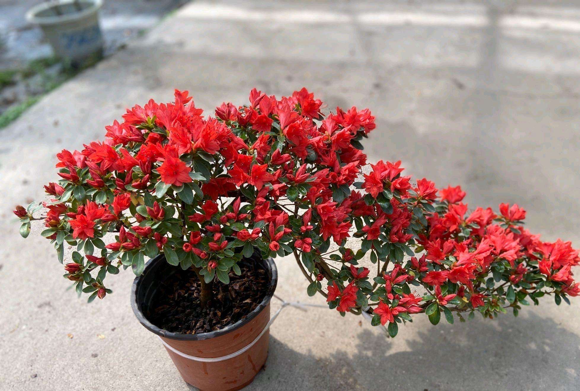 杜鹃花怎么养不长高呢,杜鹃花如何养才会长得更旺盛