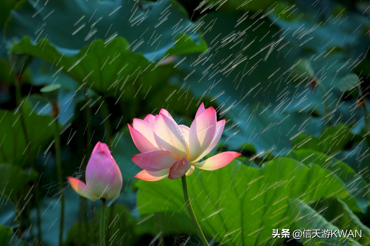 澶忚嚦宸茶嚦鑽疯姳鏅偣 (澶忚嚦宸茶嚦閭ｅ氨蹇樺嵈鐐庣儹鍘昏祻鑺卞惂)