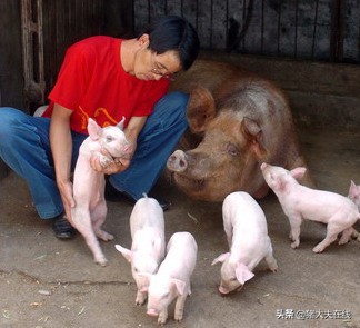 母猪缺奶的仔猪怎么饲养,母猪缺奶喂什么药好