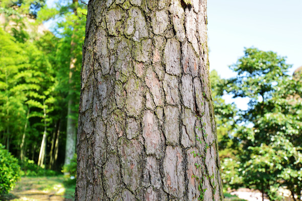 徐霞客龟峰游记全文,徐霞客江西游日记龟峰