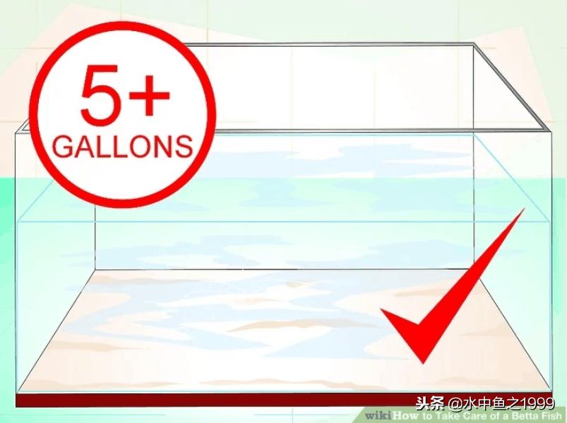 泰国将军斗鱼饲养,泰国斗鱼公鱼饲养