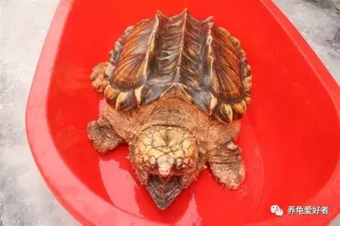 哪些龟颜值超高,龟中巨无霸有哪些