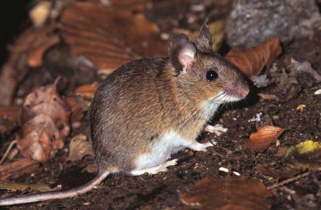 大院找猫攻略,出租房捉鼠记