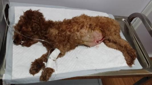 泰迪犯错该怎么惩罚她,泰迪犯错了怎么才能让它长教训