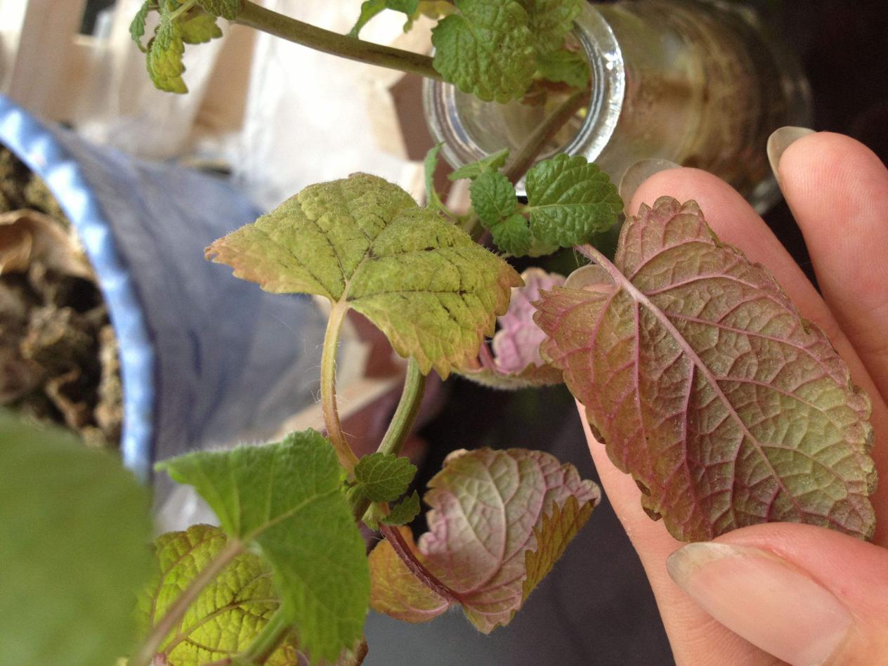 养花水多了烂根怎么办,水培养花水浑浊可以吗