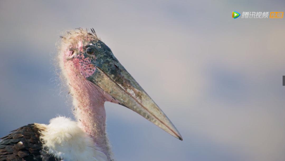 被吹爆的神片,被吹上天的神作