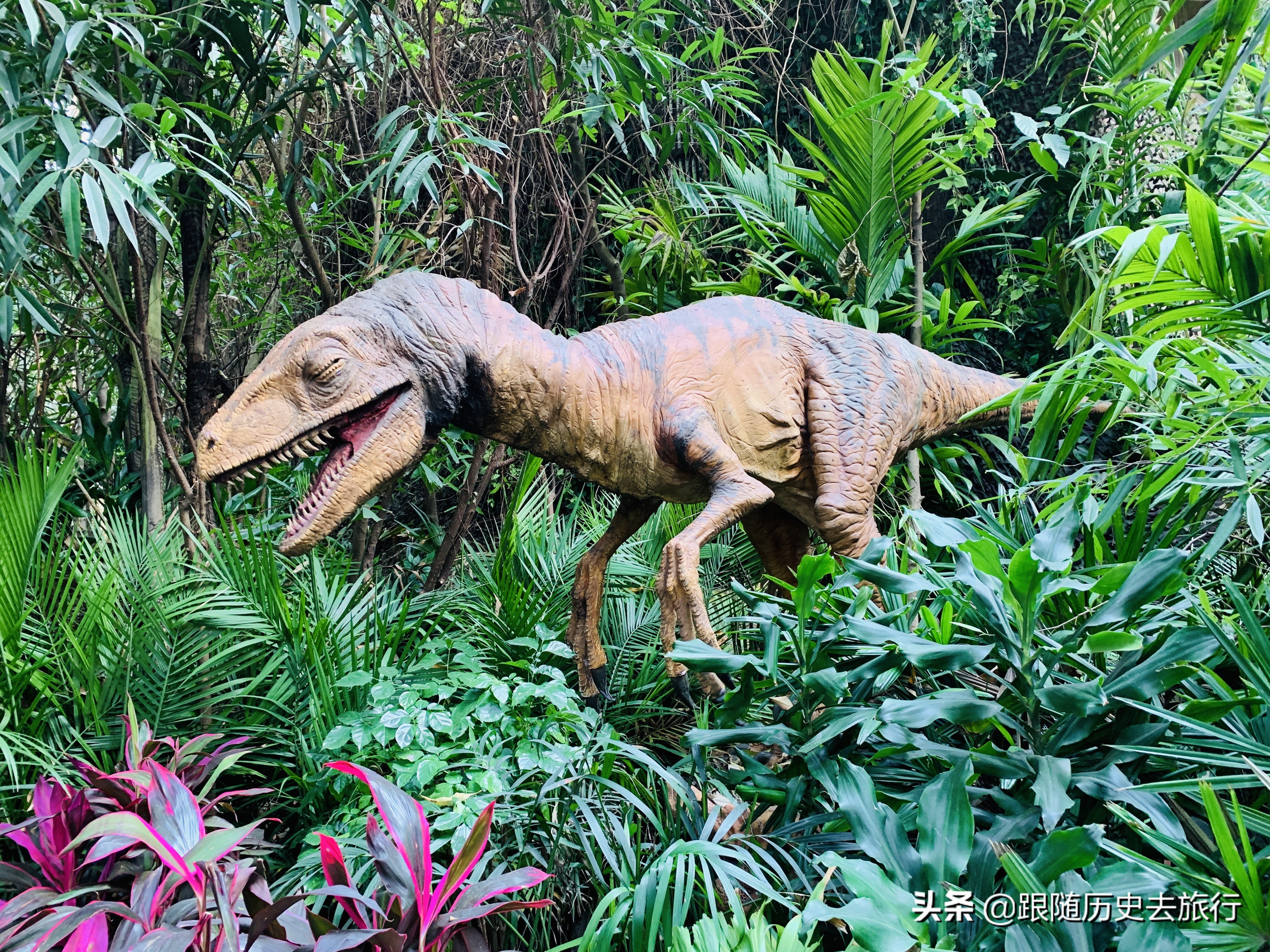 广州长隆水动物世界看大熊猫攻略,广州长隆动物园里的熊猫萌萌