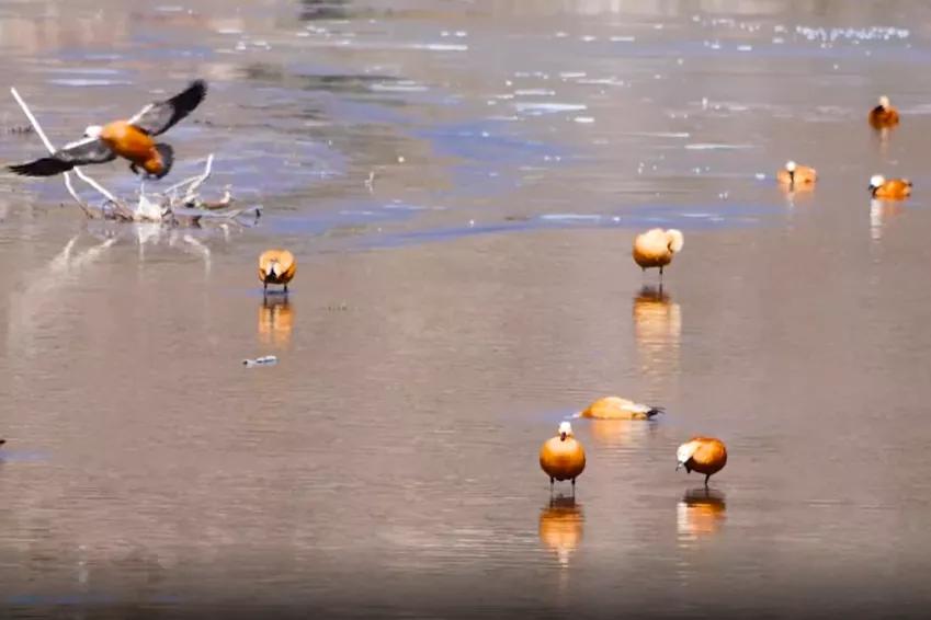 新闻晚高峰视频直播,新闻晚高峰播放时间