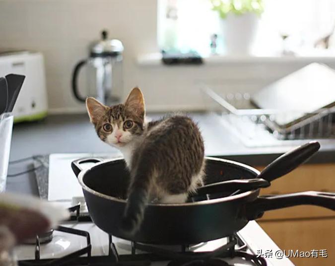 厨房是猫咪的修罗场，随便一项就能重伤