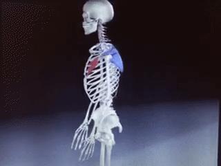 肩膀后部疼痛什么原因,肩胛骨和肩膀关节疼痛什么原因