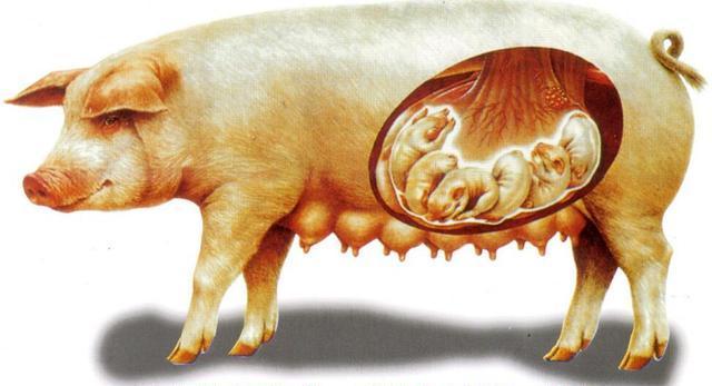 猪场产房饲养管理流程,新手养猪饲养管理流程