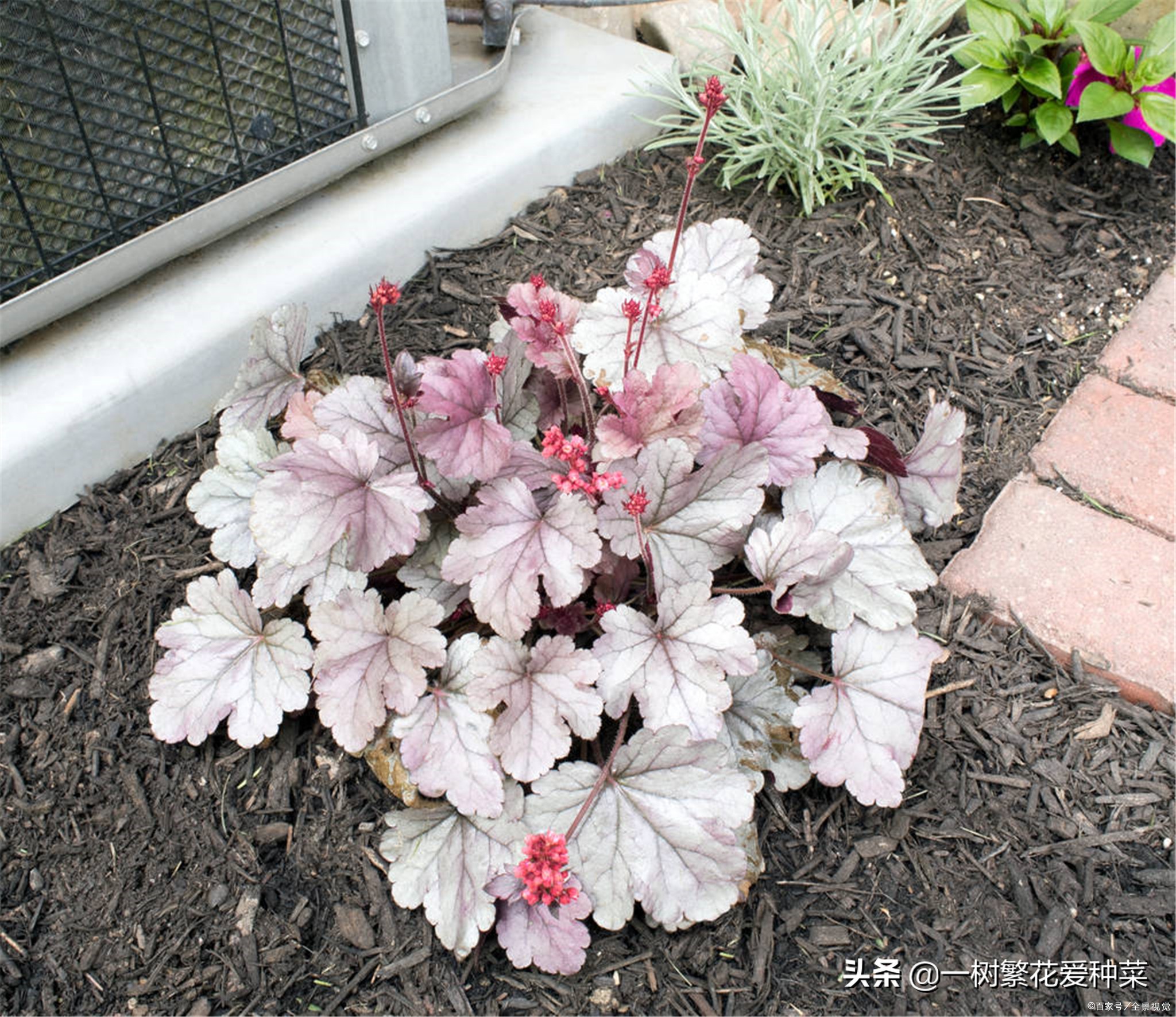 耐寒的植物矾根,矾根什么季节颜色好看