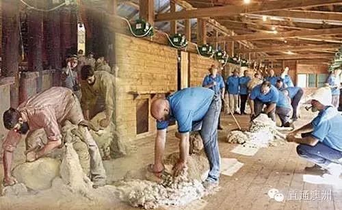 澳洲羊毛进口,澳洲进口羊毛