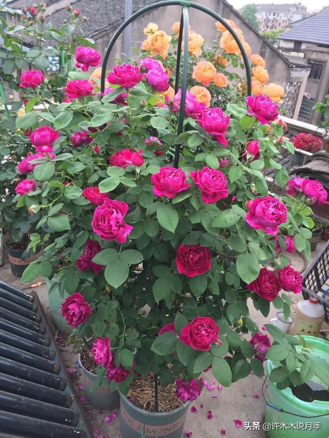 25个经典藤本月季大盘点。种一颗花满墙，新手好养长得快