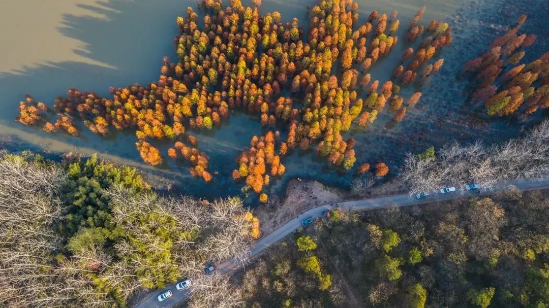 1011月错过它们,等于错过整个秋天!人少清净,随手一拍都是大片