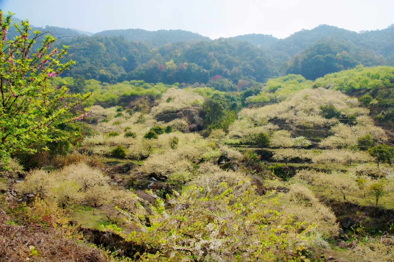 惠东梁化森林公园赏梅花,惠东梁化梅园照片