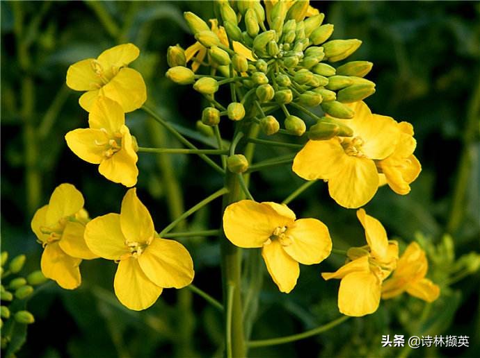 描写景物的作文素材句子,借春天的景物描写冬天的诗句