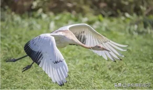 比较好的长焦镜头,关于摄影必须知道的