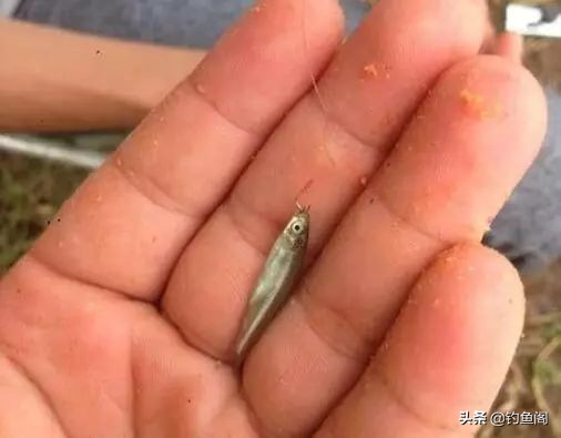 想钓鱼鱼竿推荐什么品牌,想钓鱼需要什么钓钩