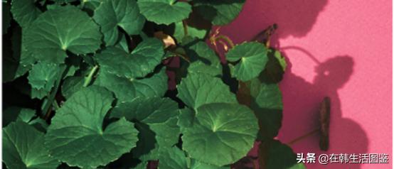 韩国水光肌护肤技巧,韩国超火三日水光肌护肤大法