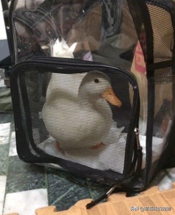 坐地铁耳边传来“呱呱”声，他低头一看被萌翻，实在是太可爱了