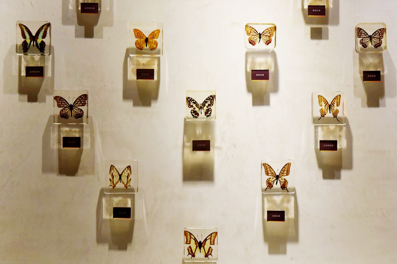 重庆市忠县柑橘园,柑橘之乡忠县