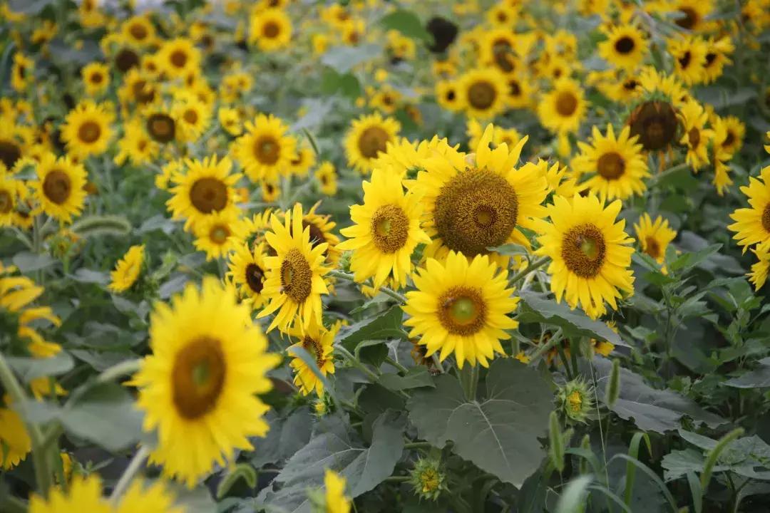 央视西安夜景浐灞,央视新闻直播西安电视台