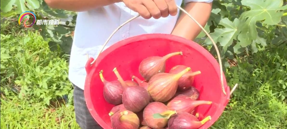 无花果农场致富模式,小小猕猴桃致富大产业