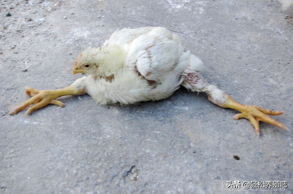 鸡瘫痪站不起来用什么药治疗,鸡拉稀站立不稳怎么治