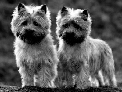 photoshopcs5怎么抠图,adobephotoshop抠图