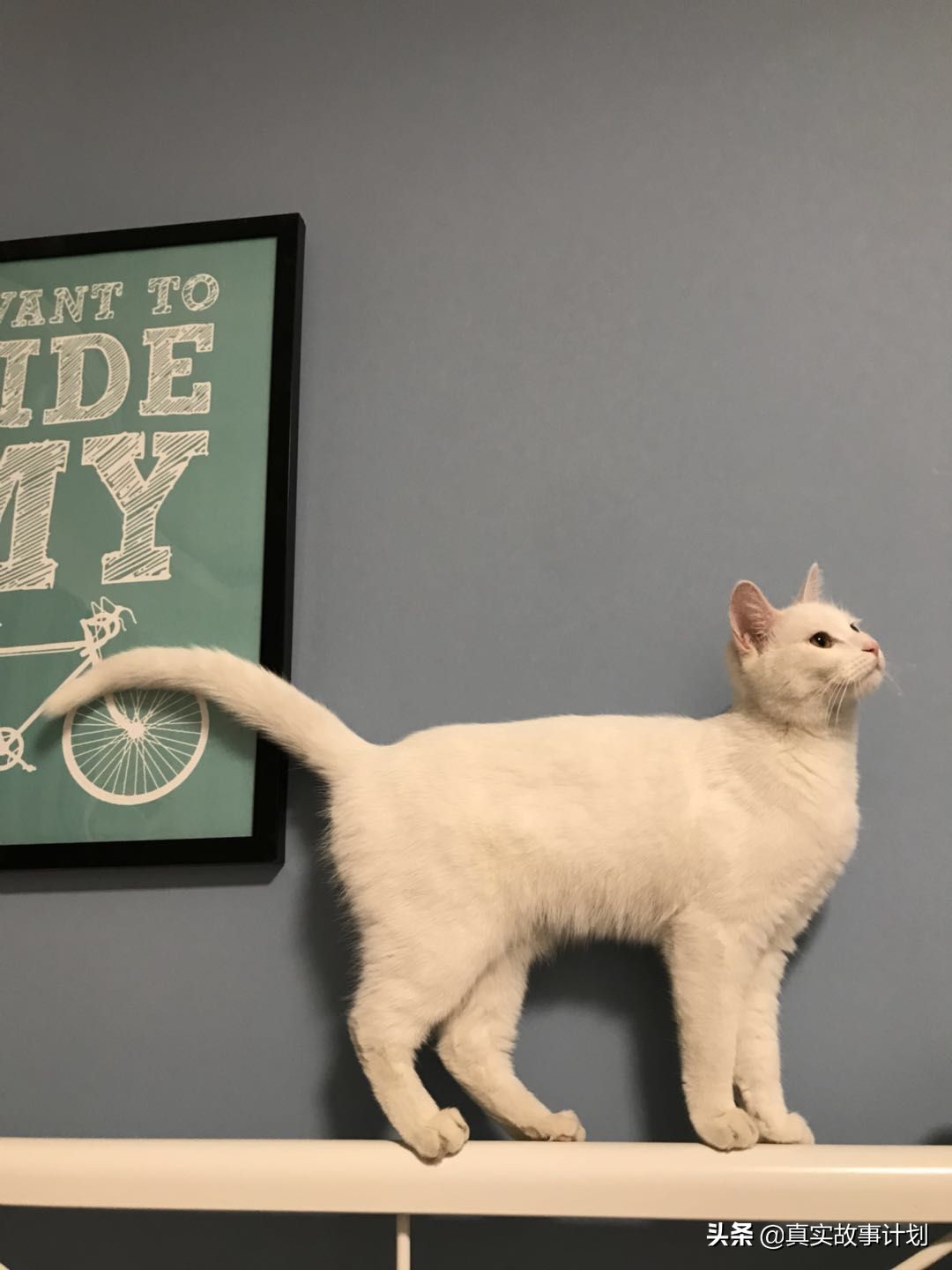 年轻人为啥要负债养猫,故事穷养富养不如有教养