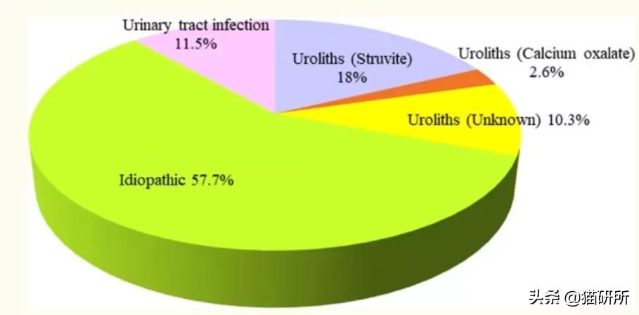 猫咪自发性膀胱炎可以吃止疼药么,猫咪急性膀胱炎可以吃什么药